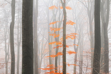 Beautiful tree in autumn in a forest in the Netherlands with morning fog and vibrant orange leafs
