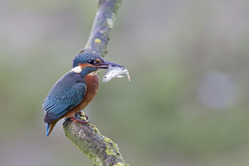 A Common Kingfisher (alcedo atthis) perched on a branch with a small fish in its beak.