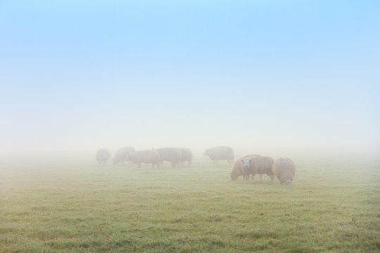 Flock of sheep early in the morning grazing in the autumn fog in the Netherlands