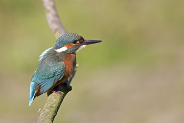 A Common Kingfisher (alcedo atthis) perched on a branch waiting for the moment to catch a fish.