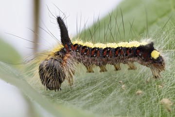 Raupe der Pfeileule makro auf Haselnussblatt