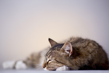 portrait of a cat sleeping on a gray background