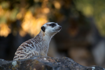 Isolated single meerkat colorful background