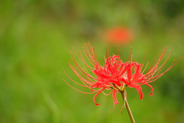 彼岸花, Red spider lily