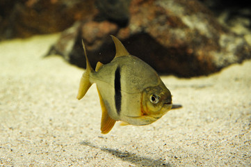 Piranha schwimmend Aquariaum Tiefsee ozean