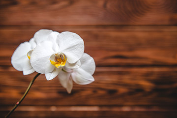 Fototapeta na wymiar Branch of a White orchid on a brown wooden background 