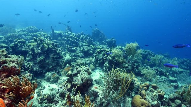 Seascape of coral reef in the Caribbean Sea around Curacao at dive site Mako's Mountain with various corals and sponges