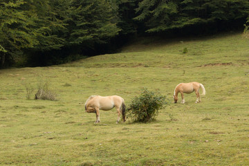 Obraz na płótnie Canvas Cavallos salvajes en un prado