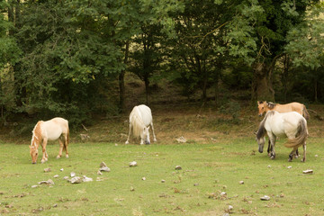 Obraz na płótnie Canvas Cavallos salvajes en un prado
