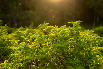 Green leaves with light from the sun in the evening, Beautiful nature background to green leaf concept.