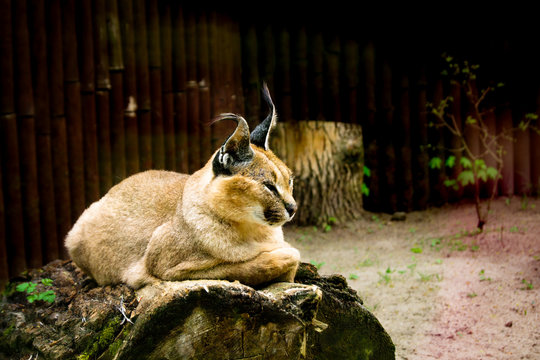 Beautiful wild big cat