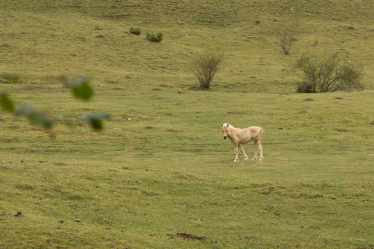 Cavallos salvajes en un prado