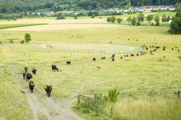 Herd or Flock of  aurochs