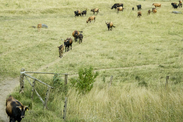 Herd or Flock of  aurochs
