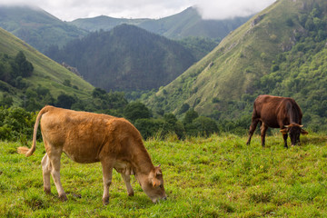 farm cows