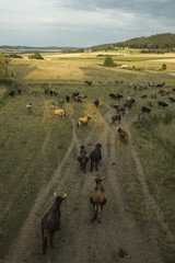 Fototapeta na wymiar Herd or Flock of aurochs