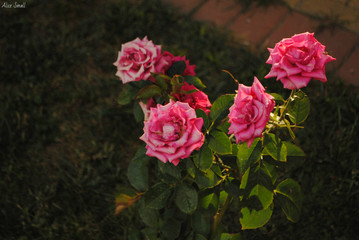 Obraz premium розы, Брянск