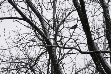 Bluejay in Winter in Ohio.