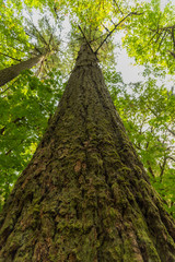 Fototapeta premium A large tree in Portland's Forest Park