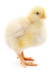 Small yellow chicken.