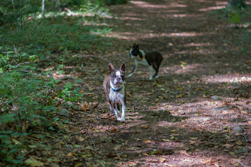 Perros en el bosque