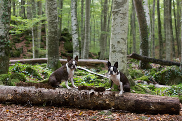 Perros en el bosque