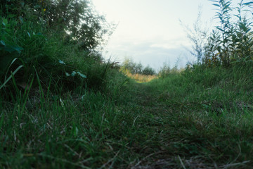 grass on the path