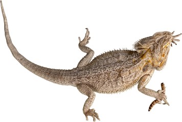 Bearded Dragon