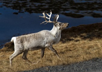 Obraz premium Renne sur l'île de Magerøya, Nord-Norge, Norvège