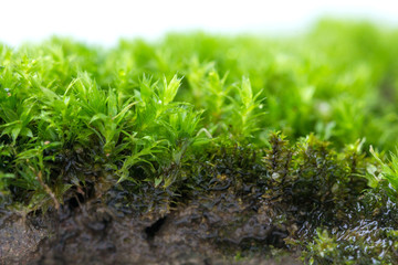 Green moss isolated on white background close up..