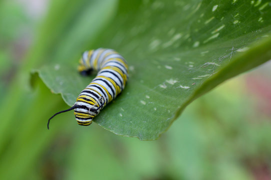 monarch caterpillar on a geen leaf