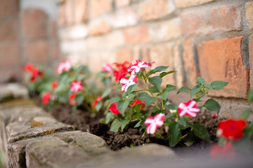 Gardening, beautiful flowers 