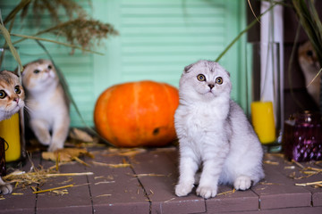 Fototapeta na wymiar kitten cat scottish straight, lop-eared fluffy, animal tree autumn