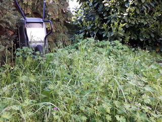 Verwilderter Garten mit Schubkarre 2