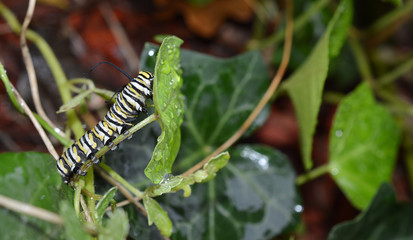 Close up of a monarch caterpillar crawling on a wet, green English Ivy leaf outside on a rainy evening