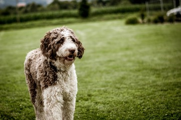 Hund verspielt