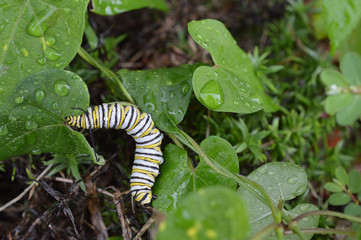 close up of a monarch butterfly caterpillar eating a wet, green leaf