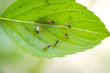 Newly emerged parasitoid wasps on a basil leaf
