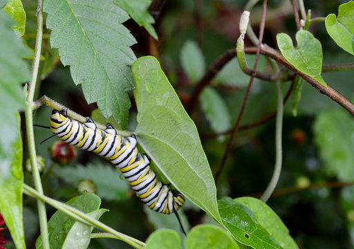 A monarch caterpillar climbing up a wet, green leaf outside in a flowerbed
