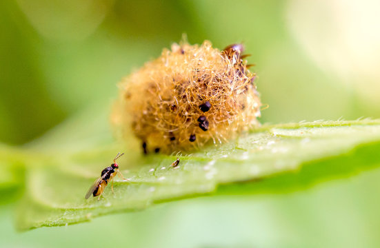 Newly emerged parasitoid wasp on a basil leaf