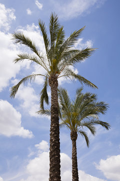 Palmen,  Andalusien, Spanien, Europa