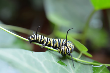 Close up of a Monarch caterpillar crawling on the stem a green leaf