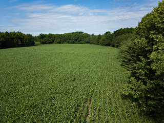Fields of corn from above