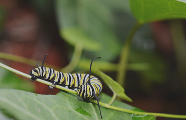 Close up of a Monarch caterpillar crawling on the stem a green leaf