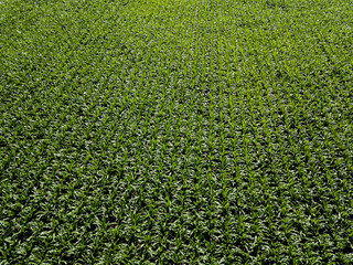 Fields of corn from above