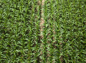 Fields of corn from above