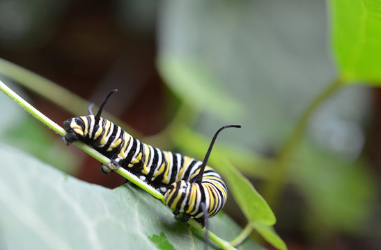 Close up of a Monarch caterpillar crawling on the stem a green leaf