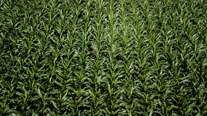 Fields of corn from above