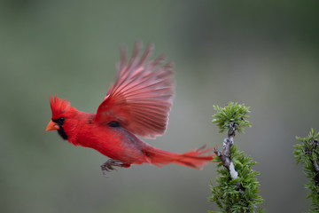 Santa Clara Cardinal