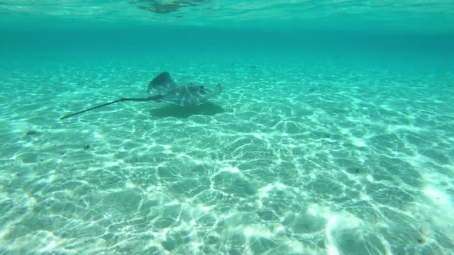 A Tahitian stingray (Himantura fai) swims in shallow water in a beautiful lagoon off Bora Bora island in French Polynesia, South Pacific Ocean (view from action camera)
